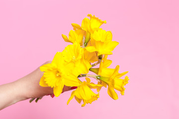 Human Hand hold Bouquet of Daffodil