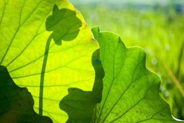 Lotus leaf