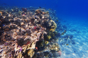 Plakat coral reef in egypt