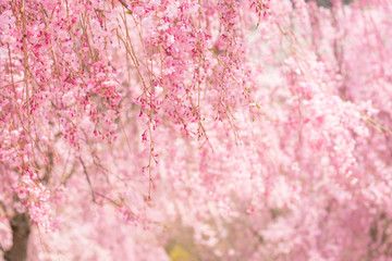 しだれ桜　春　花　高見の郷　奈良県　2019年4月