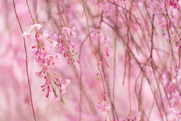 Naklejka premium しだれ桜 春 花 高見の郷 奈良県 2019年4月