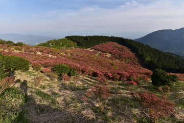 赤色のつつじが満開の葛城山