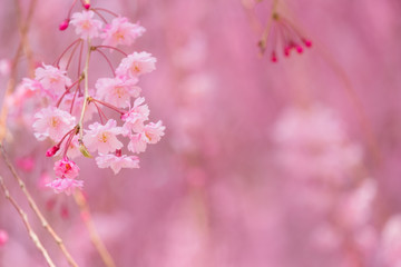 写真素材：しだれ桜　さくら　サクラ　コピースペース　春　花　高見の郷　奈良県　2019年4月