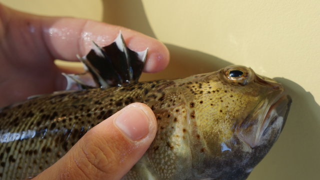 Pêche sous marine de vive en corse