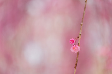 写真素材：しだれ桜　さくら　サクラ　コピースペース　春　花　高見の郷　奈良県　2019年4月