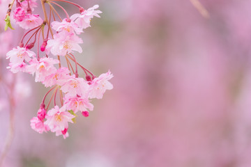 写真素材：しだれ桜　さくら　サクラ　コピースペース　春　花　高見の郷　奈良県　2019年4月