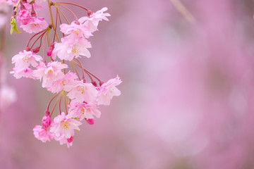 写真素材：しだれ桜　さくら　サクラ　コピースペース　春　花　高見の郷　奈良県　2019年4月