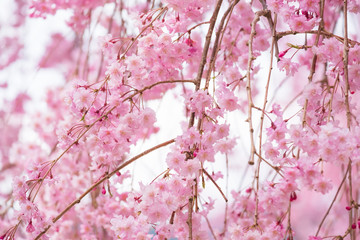 しだれ桜　春　花　高見の郷　奈良県　2019年4月