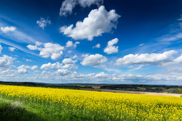 Obraz premium Yellow fields, flowers of rape, colza. Agriculture, spring in Cz