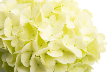 hydrangea flowers isolated