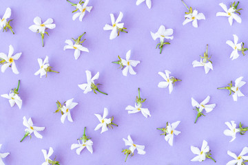 Floral pattern made of spring white flowers on pastel lilac background. Flat lay. Top view.