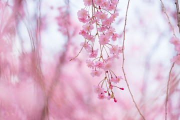 写真素材：しだれ桜　さくら　サクラ　コピースペース　春　花　高見の郷　奈良県　2019年4月