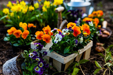 The spring colorful flowers ready for planting.