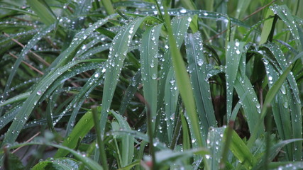 water drops on green leaf