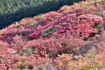 赤色のつつじが満開の葛城山
