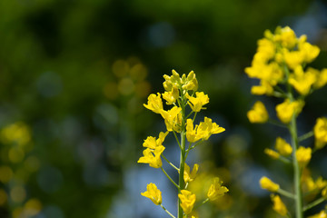 満開の菜の花畑