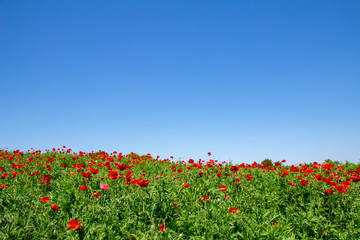 シャーレーポピーの咲く丘