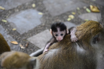 monkey06