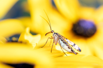 Scorpionfly - Panorpa communis with Rudbeckia subtomentosa