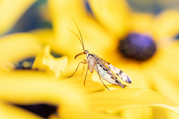 Scorpionfly - Panorpa communis with Rudbeckia subtomentosa