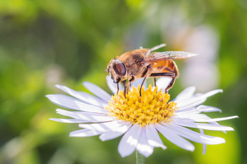 Dronefly on a marguerite - daisy flower