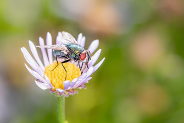 Green bottle fly on a marguerite - daisy flower