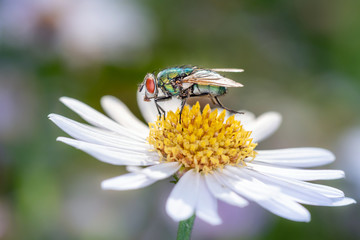 Green bottle fly on a marguerite - daisy flower