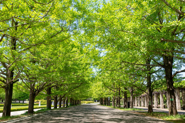 昭和記念公園の新緑の銀杏並木