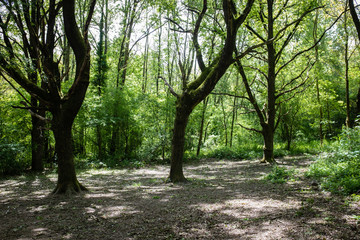 Clairière dans la forêt