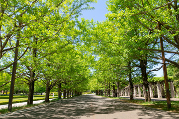 Fototapeta na wymiar 昭和記念公園の新緑の銀杏並木