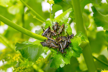 The grasshopper colony (Poecilimon paros) sitting on the plant close-up