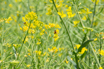満開の菜の花畑