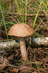 Close up view of brown cap boletus growing in forest.