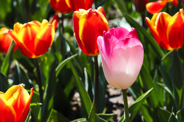 Beautiful bouquet of tulips nature background.