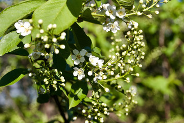 Close up view of emerging white flower buds on a Canada red cherry tree