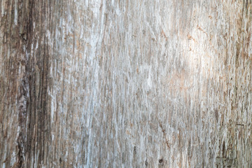 old tree bark texture nature background