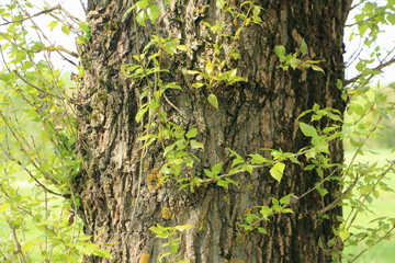 The trunk of a big old tree with green sprouts on a summer day - European natural landscape