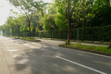 京都、北山通りの新緑の並木道