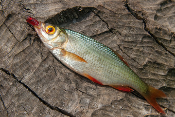 Single common rudd fish on natural background.