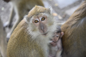 monkey04