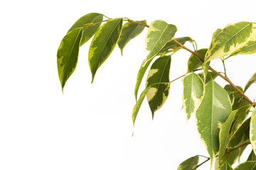 ficus tree isolated on white background