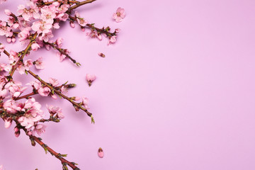 Peach blossom on pastel pink background. Fruit flowers.