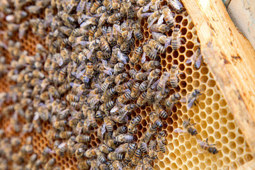 Working bees in a hive on honeycomb. Close up view of the working bees on honeycomb. .