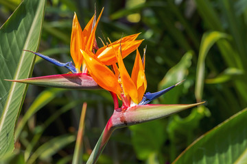 Colorful of  Bird of paradise flower blossom in botanic garden
