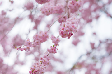 しだれ桜　春　花　高見の郷　奈良県　2019年4月