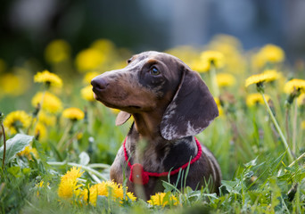 Dachshund rabbit and dandelion in a meadow