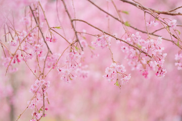 しだれ桜　春　花　高見の郷　奈良県　2019年4月