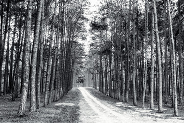 Rural road with pine tree pattern on sideway in the park