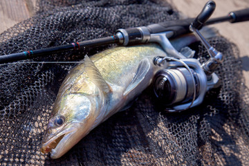 Freshwater zander and fishing equipment lies on wooden background..