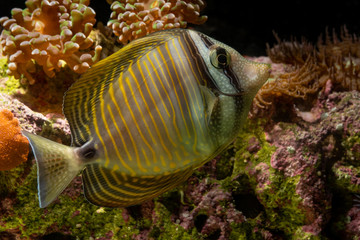 Fototapeta na wymiar Sailfin Tang tropical fish in an aquarium